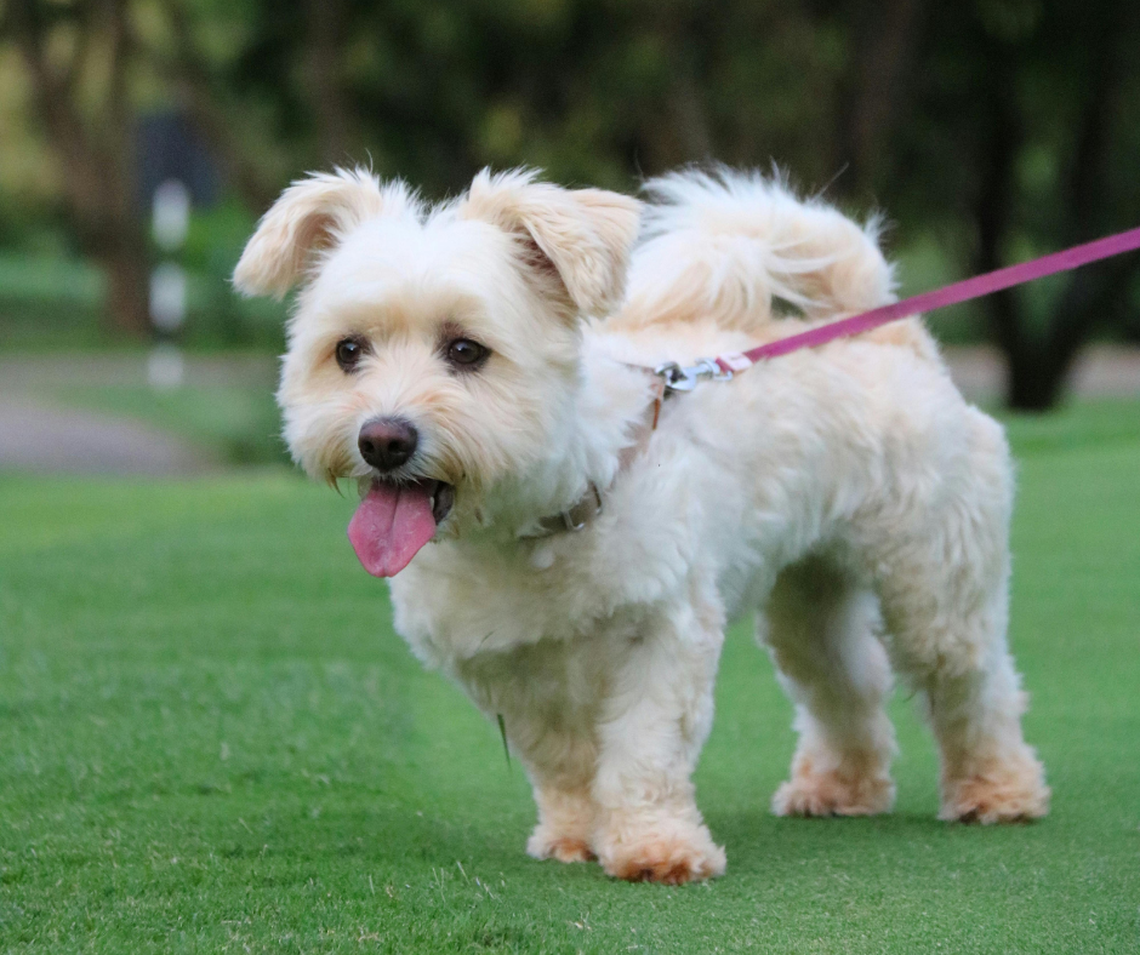 How hot does GA have to be that leaving your dog outside is illegal? Here’s what to know